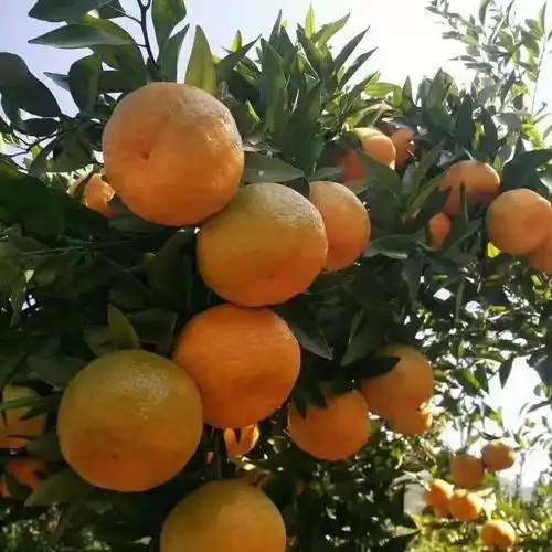 顺丰速运春椪柑特级果9斤装湖北长阳清江岩松坪春椪柑当季新鲜水果