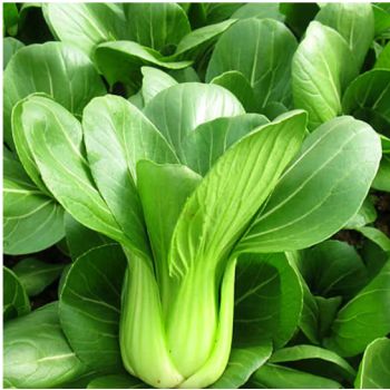 【京鲜速运】上海青小青菜新鲜江时令蔬菜小油菜四季青 6斤