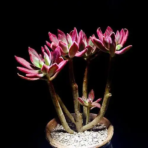 猫耳朵锦晃星,亮瞎了眼有没有?