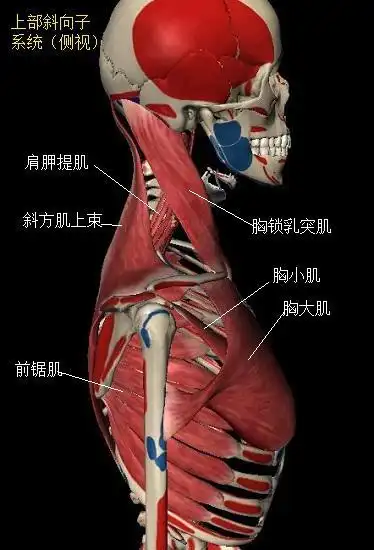 肩胛带相关肌肉群