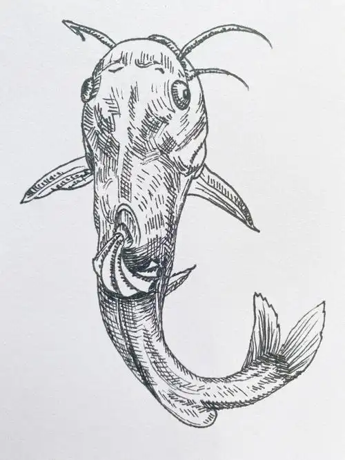 一条汪丫鱼写生线描