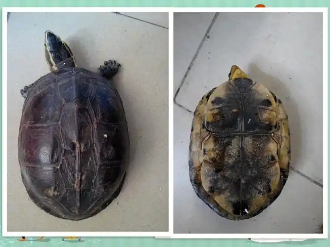 请问是水龟还是陆龟,如果是水龟,是不是必须养在鱼缸(水里面)?