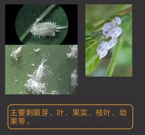 常见十种蚧壳虫识别及防治技巧记得收藏