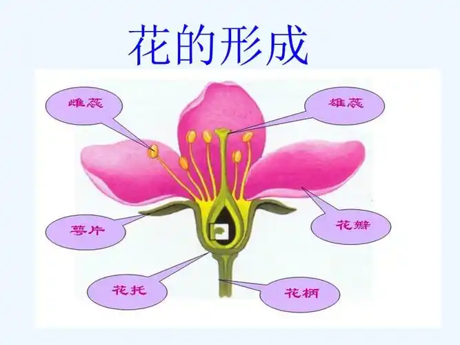 番茄花.ppt