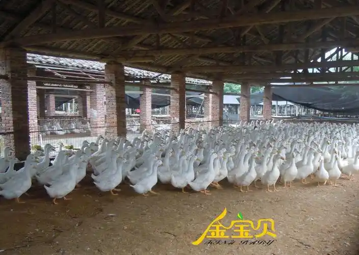 现在流行一种大棚养殖,这种养殖方法就是在室内养的,但是室内养鸭要求