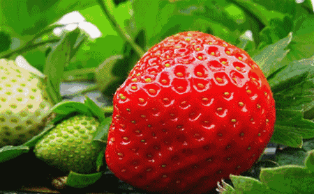 450_279gif 动态图 动图