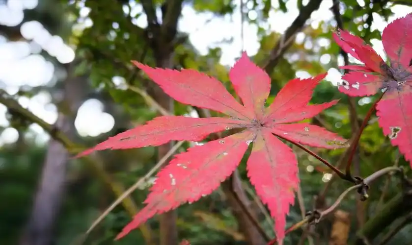 拍些小风景用点大光圈,景深效果明显,增添了画面的层次