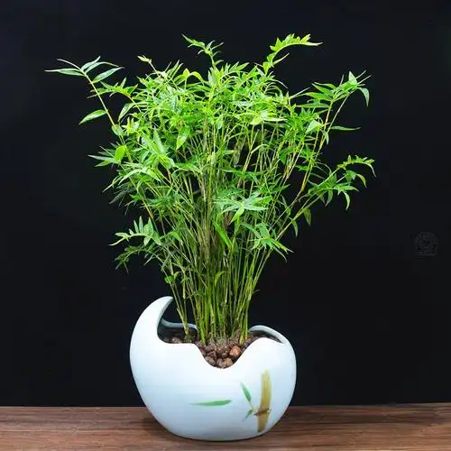 高档适合室内养的竹子米竹苗盆栽凤尾竹盆景庭院竹子室内植物客厅