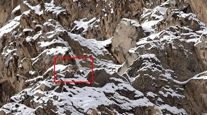 考眼力找到图中的动物你需要几秒