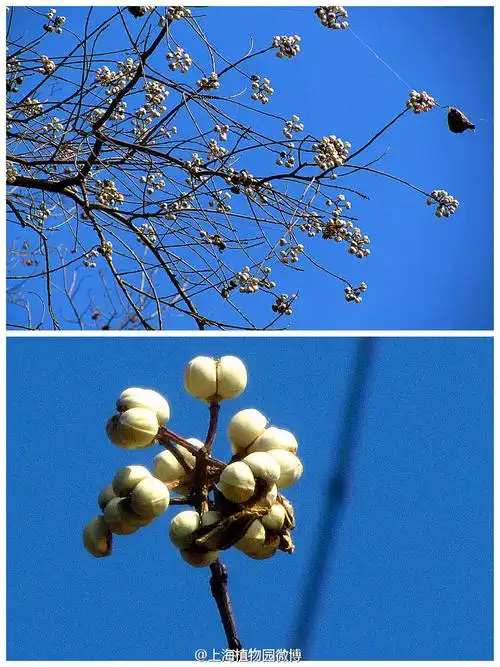 一串串白色的乌桕种子