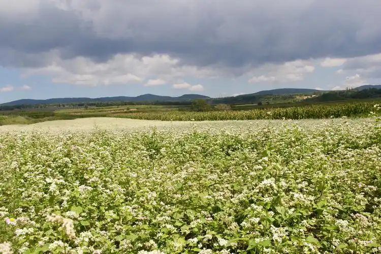 荞麦(荞麦面的三大害处)