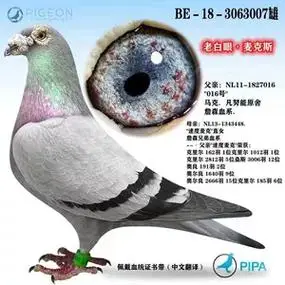 信鸽赛鸽种鸽成绩鸽血统鸽公棚鸽子活体幼鸽特比大鼻子种鸽宠物3