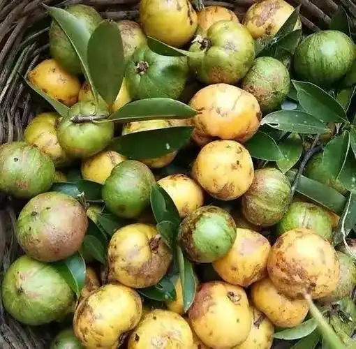 山里的一种野果"木竹子",酸酸甜甜的,你认识吗