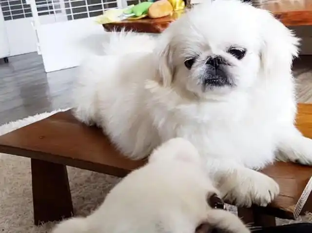 怎样使京巴狗变好看?我总结了几点方法,快来学习一下吧!