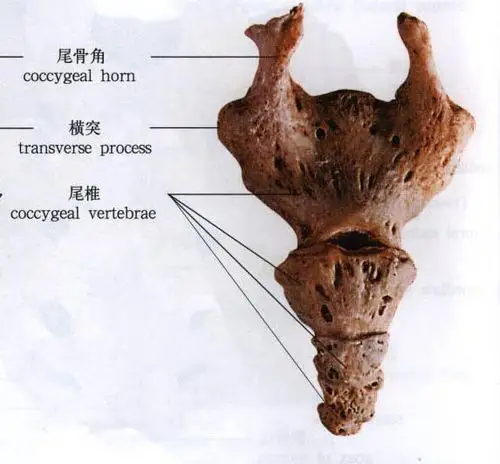 正常人体尾骨解剖图人体解剖图