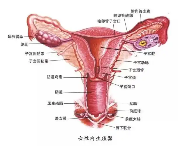 卵巢的位置与睾丸相同,仅左侧发育(右侧已退化),呈葡萄状,均为处于不