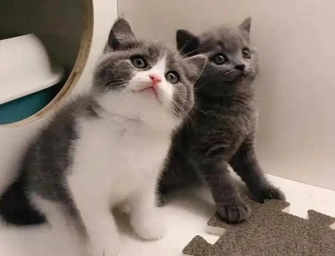 英短和美短,为什么养英短的人更多?其实无非是这几个原因!