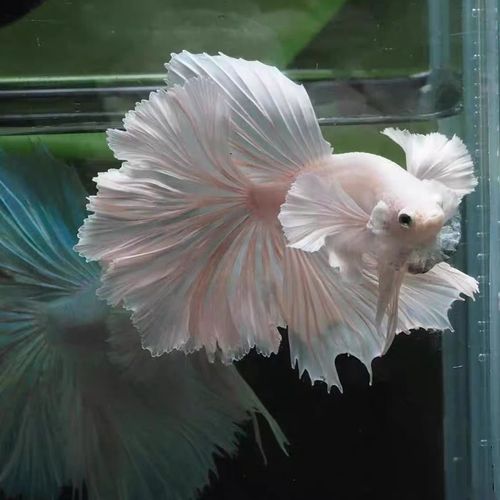 泰国斗鱼马尾狮王半月活体热带鱼仙女鱼谈水鱼鱼