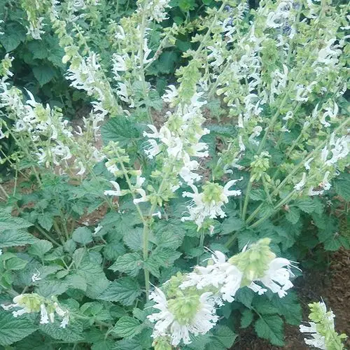 产品名称白花丹参