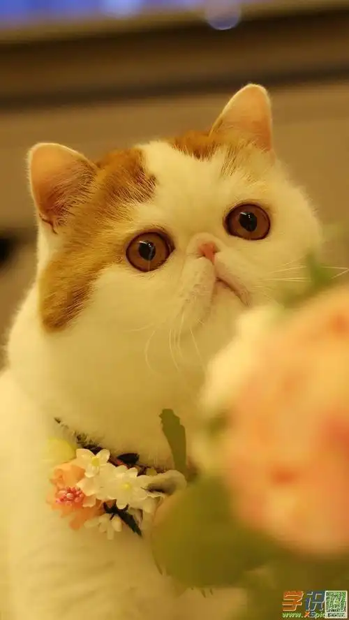 可爱猫咪手机竖屏壁纸