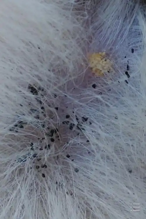 40天狗狗,身上发现不少虱子,已清除.