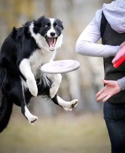 18张宠物们的搞笑图片,你们表情这么丰富你们主人知道吗?