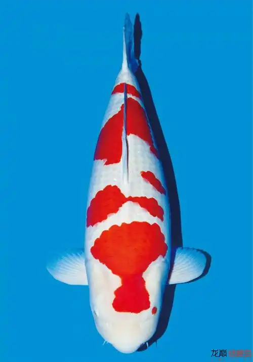 继续放毒|五十多张极品锦鲤 各有惊艳 美不胜收