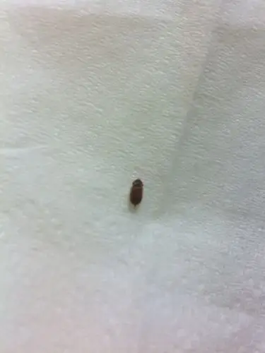 家里最近出现了很多小的棕色的虫子 是什么虫子 怎么来的