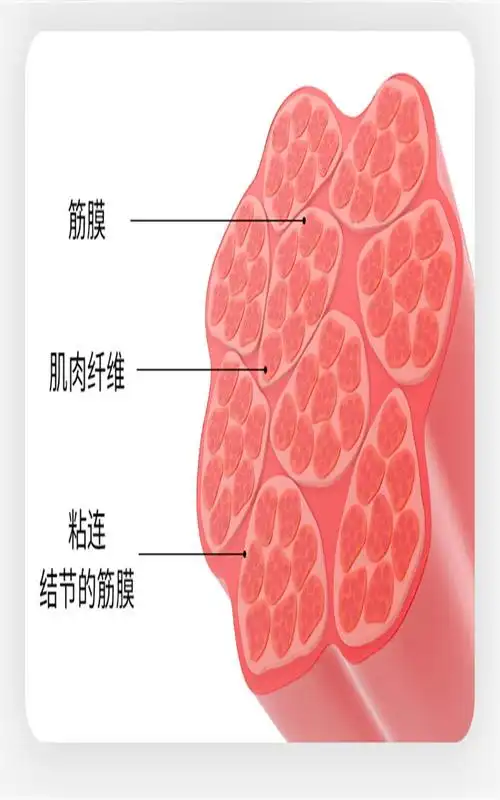 joybold筋膜枪肌肉按摩器颈膜部肌肉放松器电动大腿部肌膜按摩仪