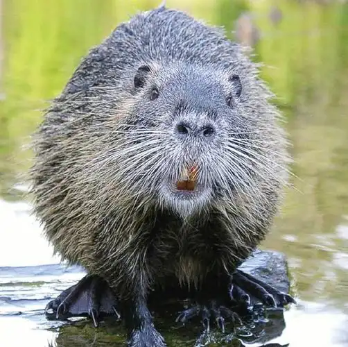 河狸修建水坝的原因有很多,包括保护自己,保护家园,寻找食物等.