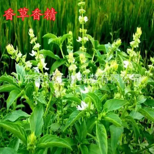 香草桂花香精 适用于各类烘焙食品 面包 饼干 蛋糕等食用香精