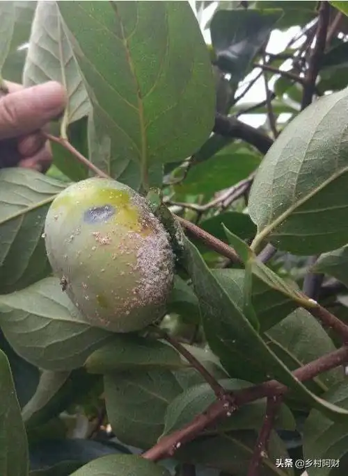 头条问答 - 柿子树的枝条里有虫怎么防治?(6个回答)