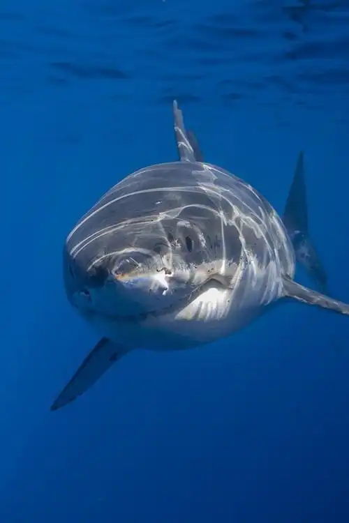 壁纸 海洋动物,鲨鱼,水下,蓝色 1920x1200 hd 高清壁纸, 图片, 照片