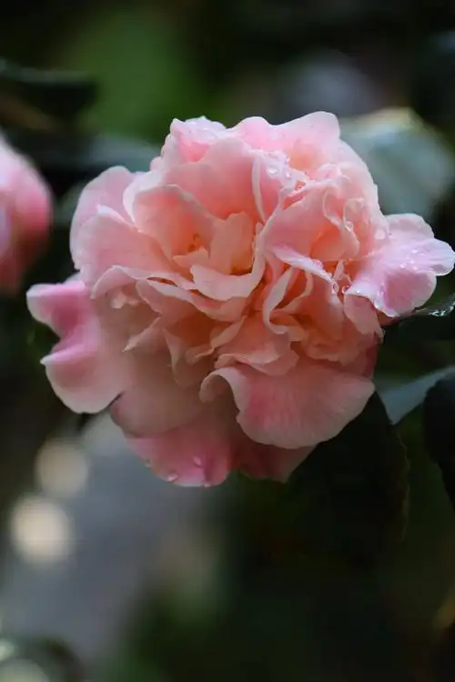 情人节茶花开,等待是最美的那朵花