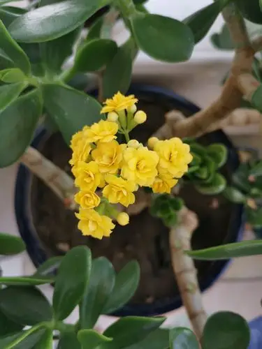 玉树开花 - 美篇