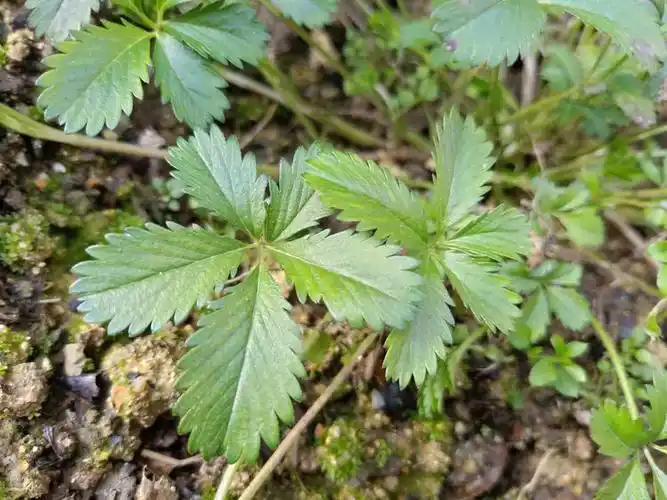 蛇含委陵菜(俗名五爪龙)