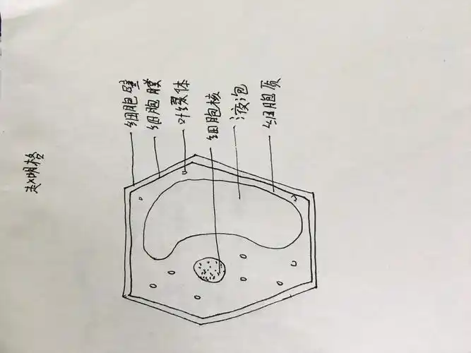 2020级2班植物细胞图