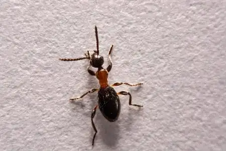 有毒的关系图片