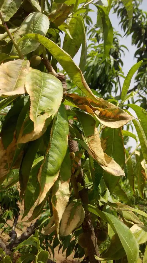 谁知道这桃树是什么病