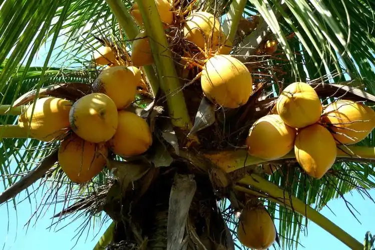 这里椰树成片,椰姿百态,有红椰,青椰,良种矮椰,高椰,水椰等品种.