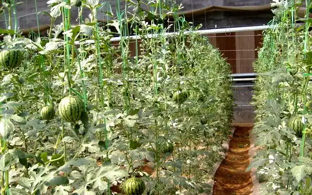 西瓜棚 - 热门商品专区