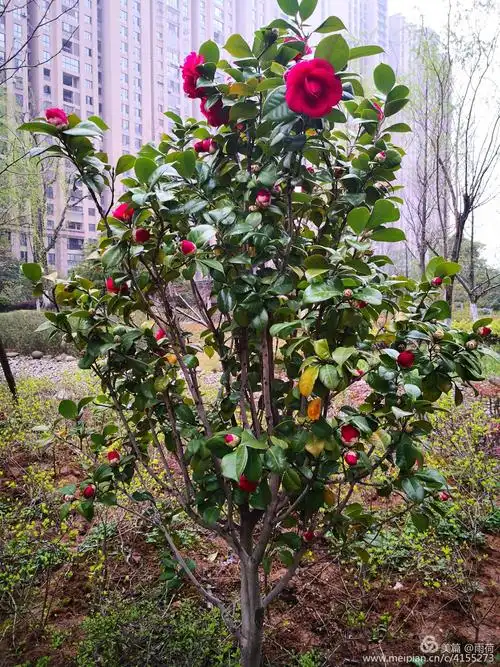 湖边灌木丛中,还有山茶花傲娇的身影,娇艳的花朵正迎风怒放,那一抹抹
