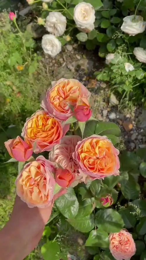 不是每个人的一生,都能够拥有爱情 温柔珊瑚心 月季-度小视