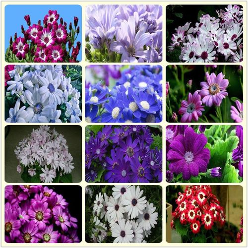 瓜叶菊种孑瓜叶菊盆栽种子菊花种籽子四季室内室外四季易播活庭院