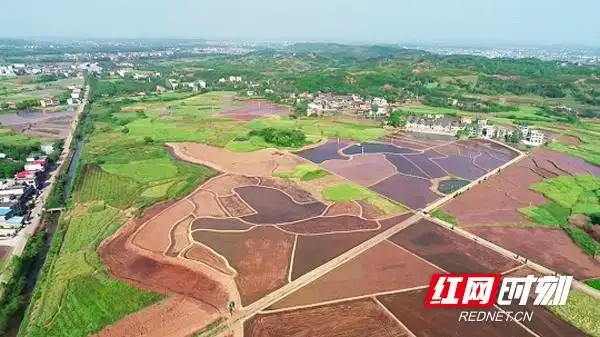 耒阳淝田镇打造万亩荷塘 铺就生态扶贫致富路