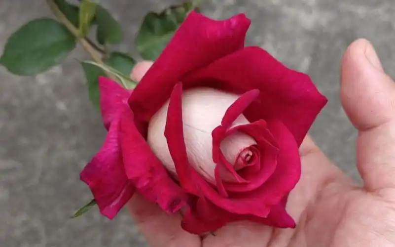 肤如凝脂,烈焰红唇,明艳不可方物的莫妮卡贝鲁奇月季