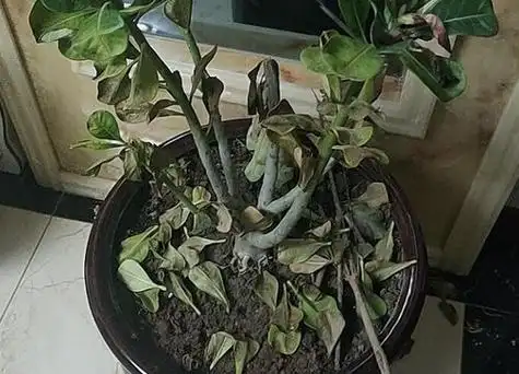 沙漠玫瑰快速开花