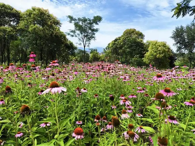 渭河生态公园花海醉游人