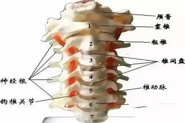 颈椎 c4~c7可能产生的疾病:三叉神经痛,神经炎,座疮,粉刺,湿疹,咽喉