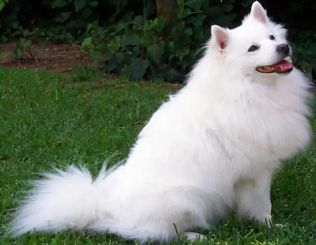 银狐犬图片,"外表像狐狸"的几种狗(小体银狐犬图片)